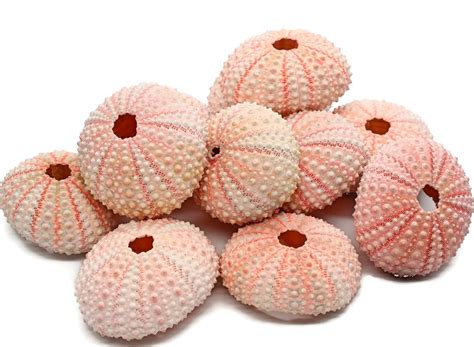 Pink Sea Urchins Set Of 10 Beach Wedding Decor Free Etsy