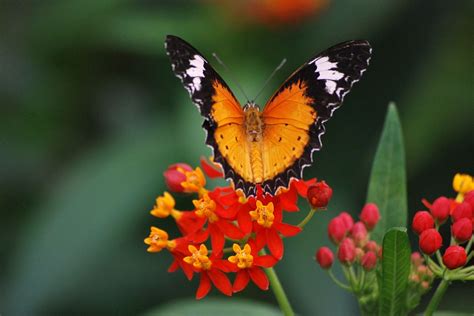 Free Image on Pixabay - Butterfly, Nature, Wildlife, Insect | Insects, Beautiful butterflies ...