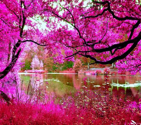 947 Wallpaper Pink Nature Images And Pictures Myweb