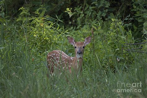 Whitetail Fawn 2012071137a Photograph By Tina Hopkins Fine Art America