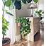 10 Lush Indoor Plants Ideas To Decorate Your Home  Decoholic