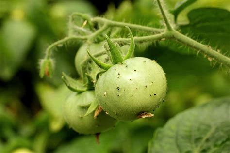 10 Tomato Pests That Will Destroy Your Tomato Plants 2023