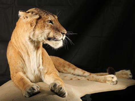 Maude The Tigon Rare Cross Between Tiger And A Lion Goes On Display At
