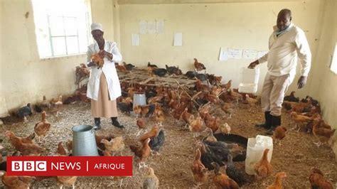 Coronavirus Au Kenya Des Salles De Classe Transformées En Poulaillers