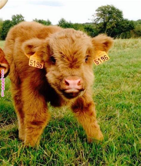 Because Baby Cows Are Seriously The Cutest Ever Animals Pinterest