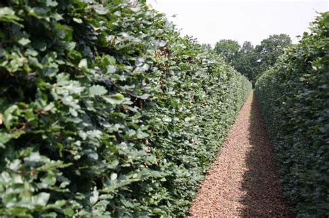 Beech Hedging Instant Hedging And Hedges Beech Hedging Plants