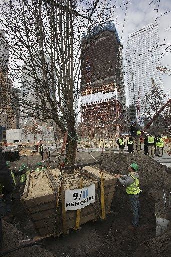 Despite Hurricane Irene 911 Survivor Tree Emerges Unscathed