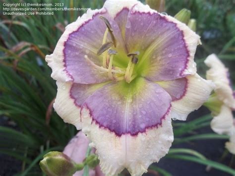 Plantfiles Pictures Daylily Blue Oasis Hemerocallis By Califsue