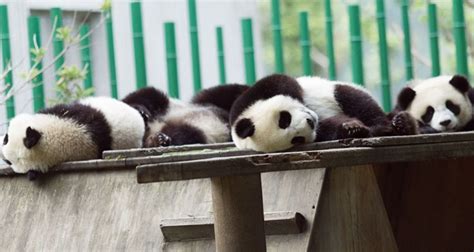 Top 10 Interesting Baby Pandas Facts Qandas With Photos