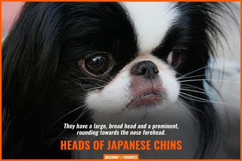 How To Breed Japanese Chins Health Price Temperament And Faq