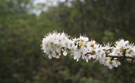 I've never been able to tell what are weeds when they start to come up around the flowers and then they start strangling the plant maybe now i will! Filnore Woods Blog: Black thorns, white flowers