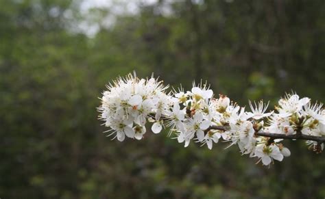 Receive alerts when this article is cited. Filnore Woods Blog: Black thorns, white flowers