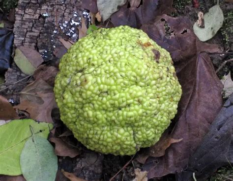 Do Deer Eat Osage Orange Everything You Need To Know