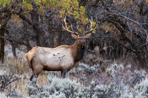 Pin By Pauls Wilderness Photography On Elk And Moose Moose Elk Animals