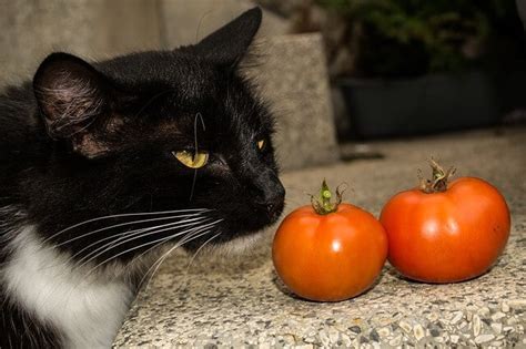 Although cats should really just stay away from ketchup altogether, cats are curious creatures and some (well…most) of them may like to try the foods that you're eating. 17 Things About Can Cats Eat Tomatoes | You Should Read It