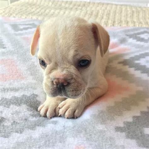 French Bulldog Puppy For Sale Adoption Rescue For Sale In Charleston