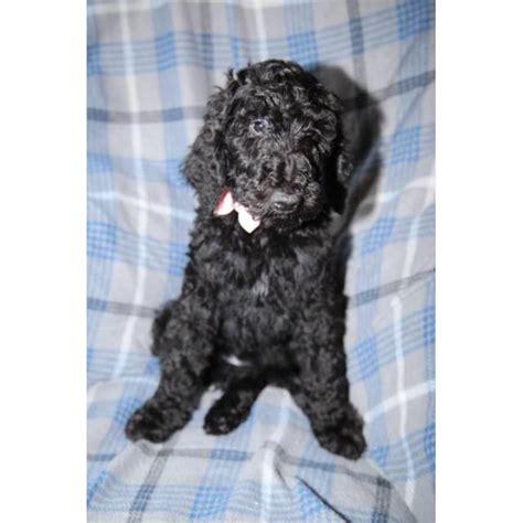 Lancaster puppies has standard poodle puppies for sale. 9 weeks old standard poodle black puppies in Seattle ...