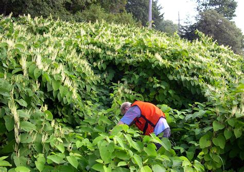 La renouée du japon (fallopia japonica syn. Les plantes invasives (2). La Renouée du Japon, Renoutria ...