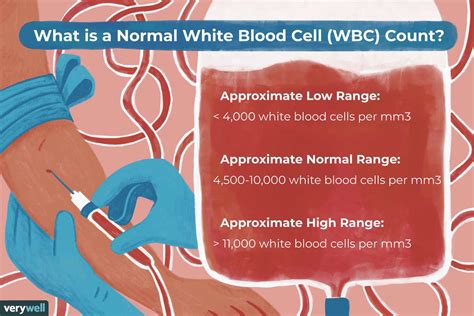 Normal White Blood Cell Wbc Count By Age