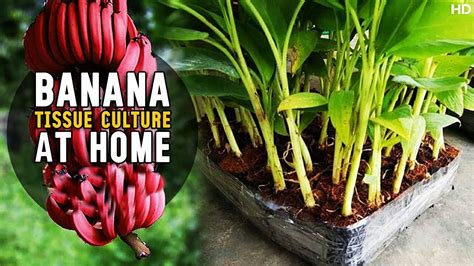 Sterilize the razor by wiping it with rubbing alcohol or soak it in boiling water for a few minutes then rinse it off and dry it gently with a clean towel. Banana Tissue Culture At Home | How to do Banana Plant ...