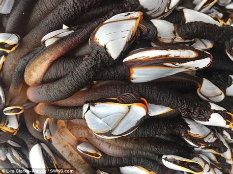 Rare Alien Sea Creatures Invade Devons Coast Daily Mail Online