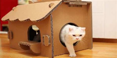 Bingung bagaimana cara membuat kadang yang nyaman buat hewan kesayangan? Cara Membuat Rumah Kucing Dari Kardus | KucingLovers