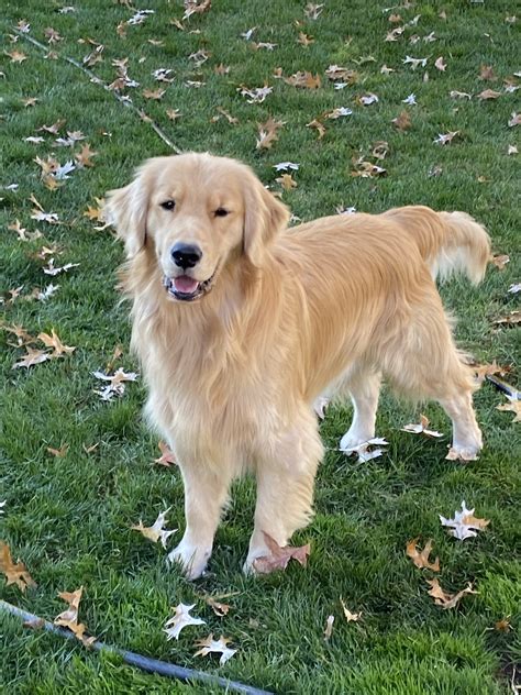 Two Male Goldens In Same House Golden Retriever Dog Forums