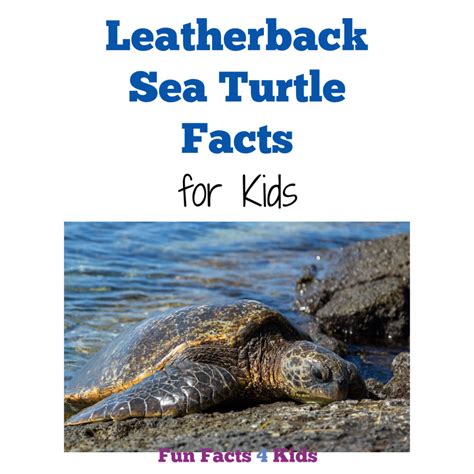 Leatherback Sea Turtle Facts Why Are Leatherback Sea Turtles Endangered Hot Sex Picture