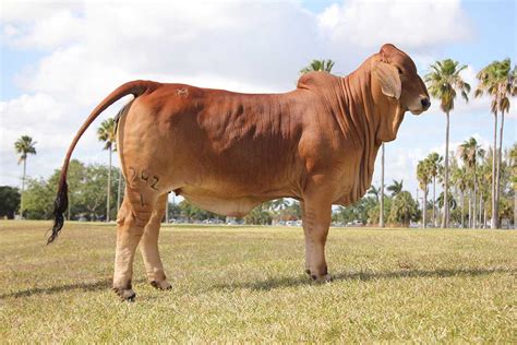 Leading Producer Of Brahman Cattle For Sale In Texas Moreno Ranches