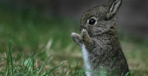 Bekijk meer ideeën over schattigste dieren, dieren, schattige dieren. Cutest Easter Bunny | Cute animals, Baby animals, Cute ...