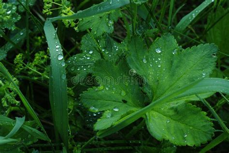 Plant With Water Drops Stock Image Image Of Divided Aquatic 5891305