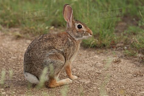 Side View Of Rabbit Sitting On Field Stock Photo Dissolve