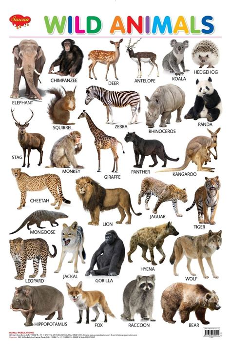 You Searched For Wall Charts Hello Book Mine Animals Wild Animals