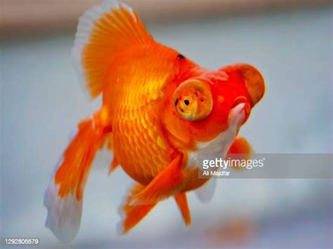 Fish Gills Photos And Premium High Res Pictures Getty Images