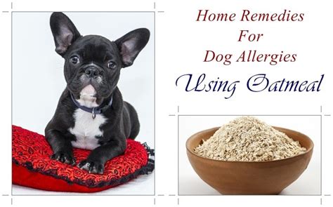 Top 10 Natural Home Remedies For Dog Allergies