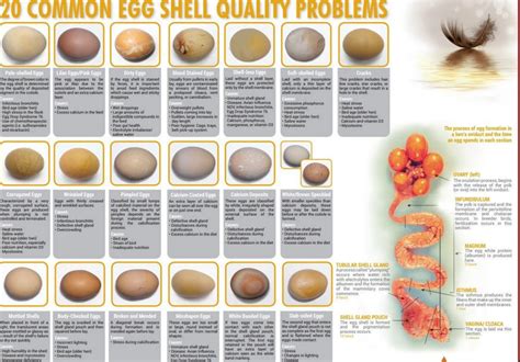 Common Egg Quality Problems And How To Improve