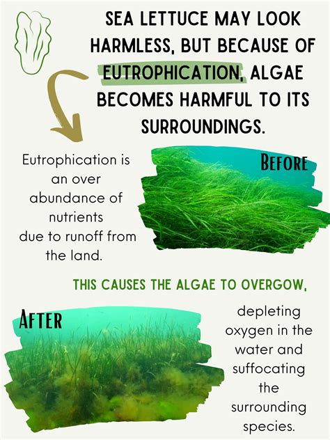 Whats This Green Stuff A Breakdown Of Plants Vs Algae In Barnegat