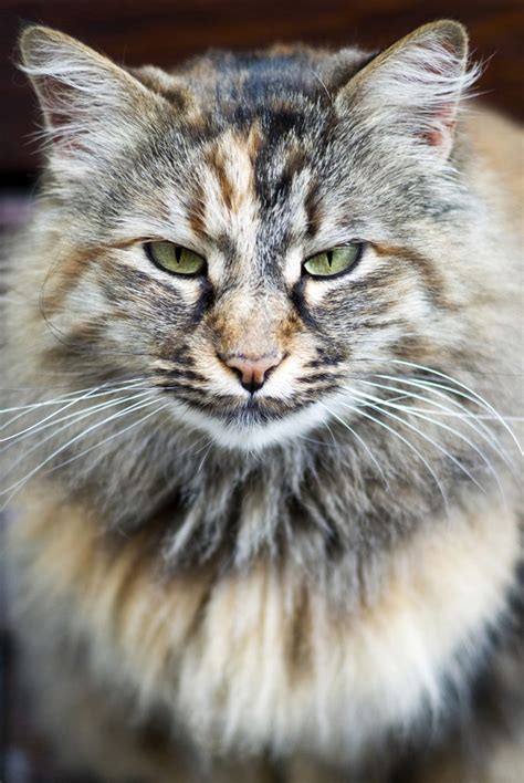 Get To Know The Norwegian Forest Cats One Of The Most Majestic Creatures