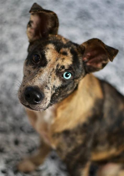 So Precious Brazos Animal Shelter Bryan Tx Leopard Dog Catahoula