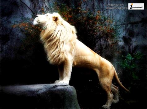 White Lion Roar Wallpaper Wallpapers Gallery