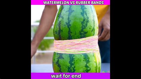 Watermelon Vs Rubber Bands कितने रबड़ कौ छैल लेगाshorts Viral Youtubeshorts Trending Youtube