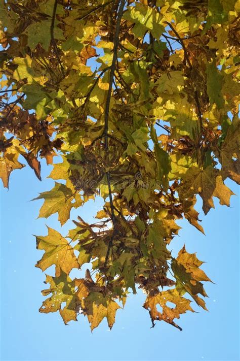 Autumn Leaves Hanging On Tree Branch With Sky Stock Image Image Of