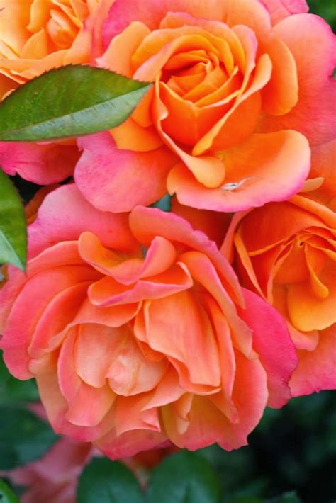 Roses - Favorite Photoz