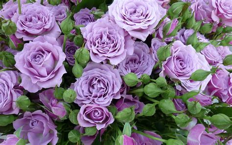 2k Free Download Lilac Roses Roses Rose Color Floral Background