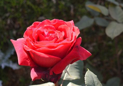 Kostenlose Foto Rote Rose Blühen Blume Romantisch Liebe Garten