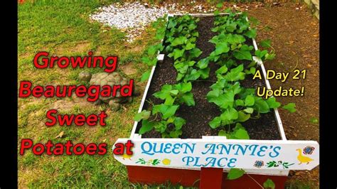 Sweet potatoes are a vine and want to grow horizontally across the ground. Growing Beauregard Sweet Potatoes at Queen Annie's Place ...
