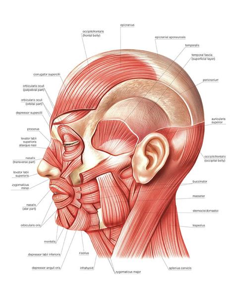 Head Muscles Photograph By Asklepios Medical Atlas Pixels