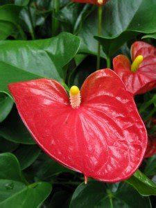 Houseplant with pink flowers and green leaves. Anthurium Plant Care - Pictures of Anthurium andraeanum