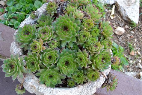 Succulents roughly need at least four to six hours of sunlight to grow properly. Everything You Need to Know About Succulents! - Better ...