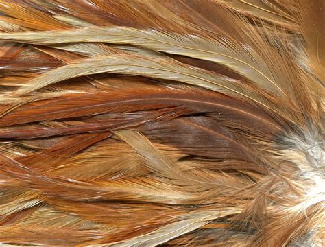 Feather Texture | Texture, Fur textures, Animal print texture